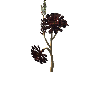 Flower_Aeonium Black Rose5 1